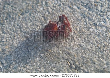 Red Hairy Spider