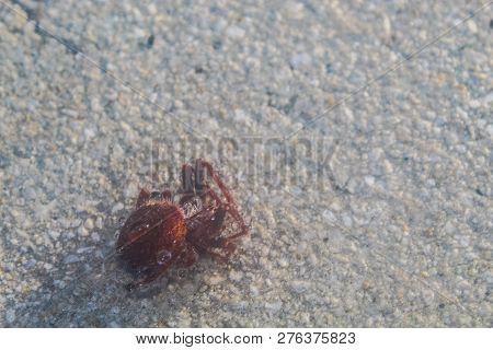 Red Hairy Spider