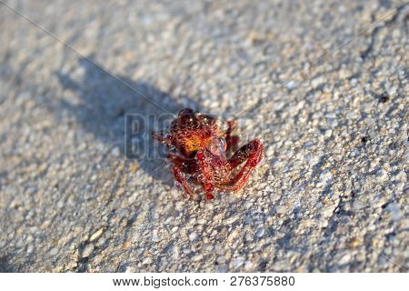 Red Hairy Spider