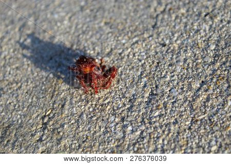 Florida Orbweaver Red Spider - Eriophora Ravilla