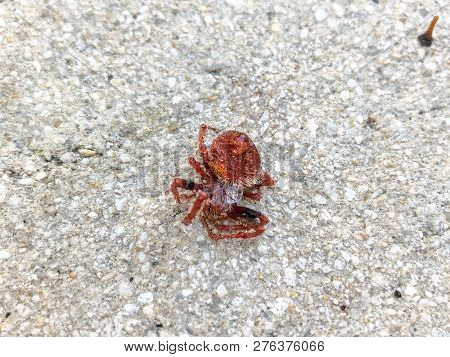 Red Hairy Spider