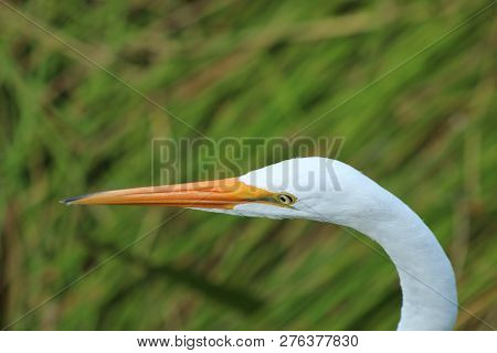 Tall White Egret Inn The Swamp