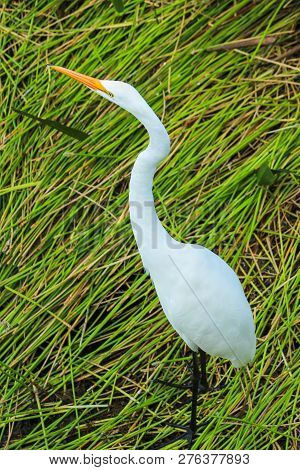 Tall White Egret Inn The Swamp