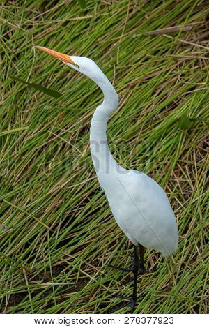 Tall White Egret Inn The Swamp