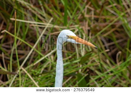 Tall White Egret Inn The Swamp