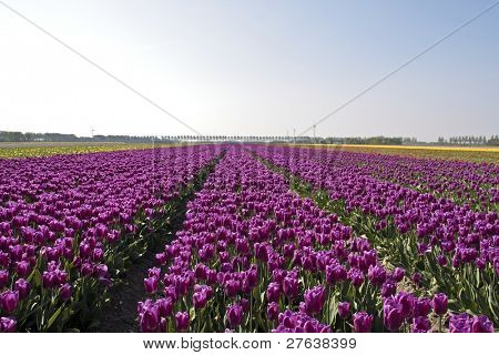 Tulipfield på landet i Nederlandene
