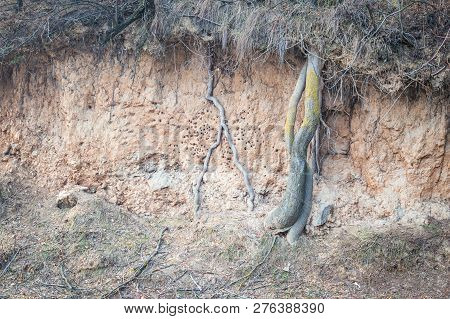 Layers Of Soil Red Soil Roots In Soil Soil Profile Soil Zones Trees Growing On Soil Cut Section Of S