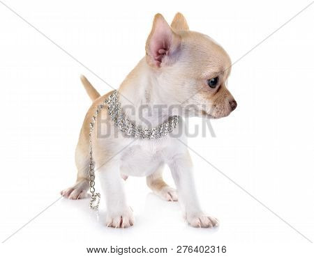 Little Chihuahua In Front Of White Background