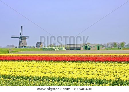 Typisk hollandsk: vindmølle, tulipfields og farmershouses i Nederlandene