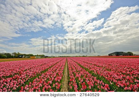 Røde tulipfields i Holland i foråret
