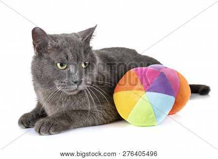 Chartreux Cat In Front Of White Background