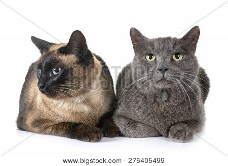 Chartreux Cat And Siamese Cat In Front Of White Background