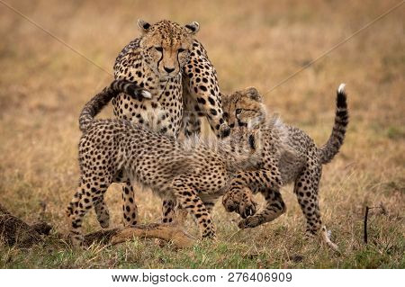 Two Cheetah Cubs Play Fighting With Mother