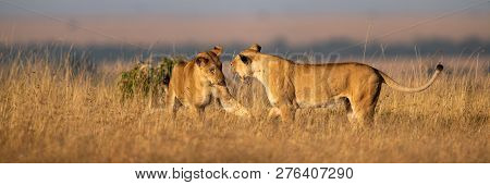 Two Lionesses Play Fighting In Long Grass