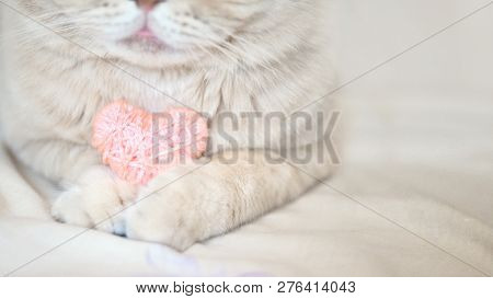 Cosiness, Love, Valentine's Day Concept. Pink Heart In The Paws Of Cat Close Up. The Scottish Cream 