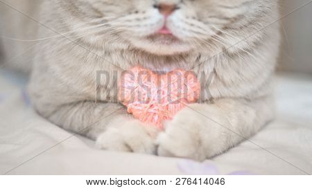 Cosiness, Love, Valentine's Day Concept. Pink Heart In The Paws Of Cat Close Up. The Scottish Cream 