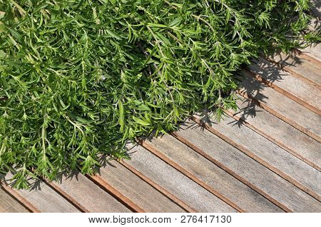Colorful And Crisp Image Of Summer Savory Cropped On Wooden Planks