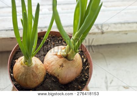 Spring Onions Are Rich In Vitamins,minerals And Natural Compound. Green Onions Or Spring Onions On A