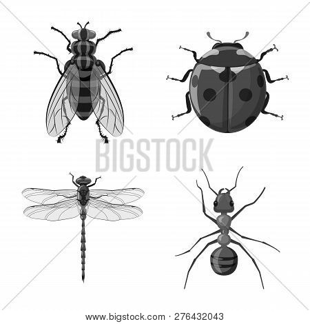 Vector Illustration Of Insect And Fly Icon. Collection Of Insect And Element Stock Vector Illustrati