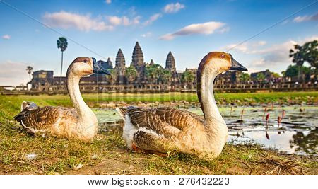 Angkor Wat temple reflecting in water of  Lotus pond at sunset. Ducks on the foreground.Siem Reap. Cambodia