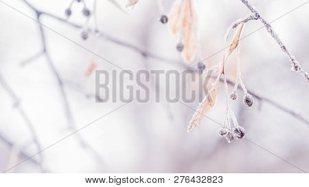 Beautiful Blurred Delicate Winter Frost Nature Background Banner. Ice Covered, Frost Leaves Close Up