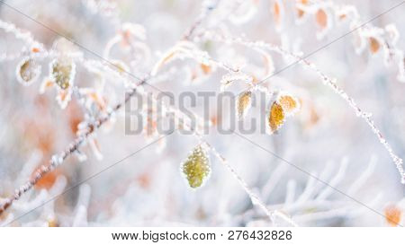 Beautiful Blurred Delicate Winter Frost Nature Background Banner. Ice Covered, Frost Leaves Close Up