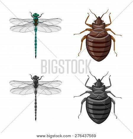 Vector Design Of Insect And Fly Logo. Set Of Insect And Element Stock Vector Illustration.