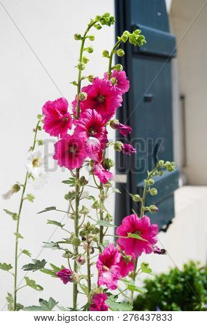 Ile de Re - Hollyhocks and white house with green shutters