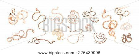 Set Of Snakes Or Serpents Of Different Type, Size, Skin Pattern And Color Isolated On White Backgrou