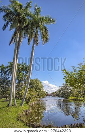 Beautiful View Of River And Palms In Laguna Del Tesoro, Cuba