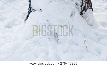 View Of Urine On The Snow Near The Tree.