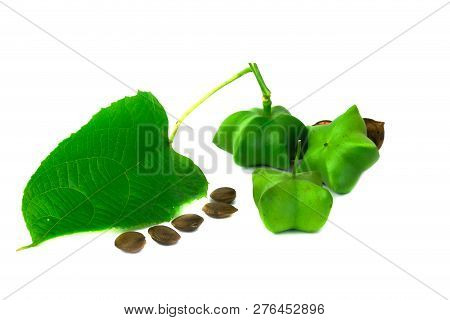 Sacha Inchi, Fresh Capsule Seeds Fruit Of Sacha-inchi Peanut
