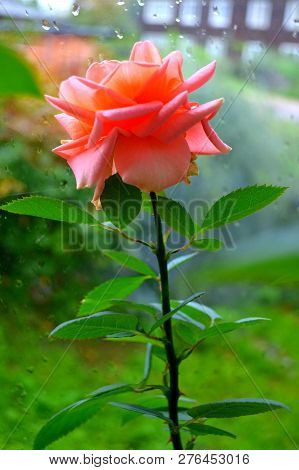 Tea Rose On The Window At The Wet Glass On A Rainy Day