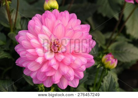 A Pink Dahlia Flower Bloom In Spring.