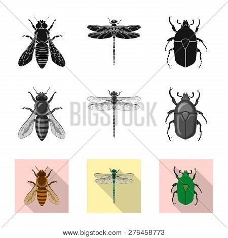 Vector Design Of Insect And Fly Logo. Collection Of Insect And Element Vector Icon For Stock.