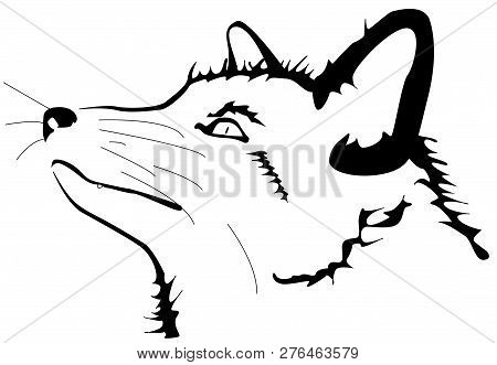 Fox. Red-haired Beast.fluffy You Rascal. Animals. Wildlife