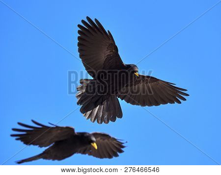 The Alpine chough or yellow-billed chough (Pyrrhocorax graculus) flying