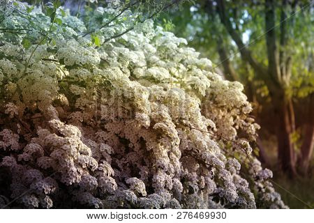Closeup Of Flowering Shrub Bridal Wreath Spirea Floral Background.dewy Flowering Shrub Bridal Wreath