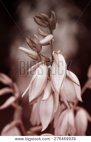 Decorative Yucca Plant. Flowers Of Yucca. Blooming Yucca Bush. Yucca Bushes In Bloom. Gardening Them