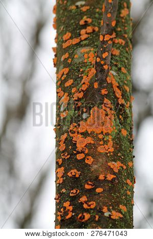 Phlebia Radiata Or Wrinkled Crust On Trunk Of Dead Rowan, Belarus