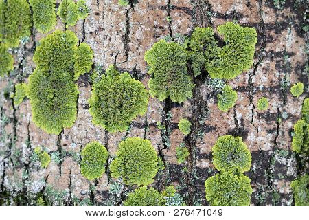 Background With Green Lichen On Tree Bark. Xanthoria Parietina Turned Green By Lack Of Sunlight In W