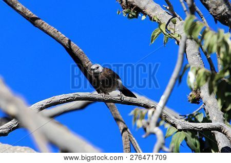 White Rumped Babbler (turdoides Hypoleuca)