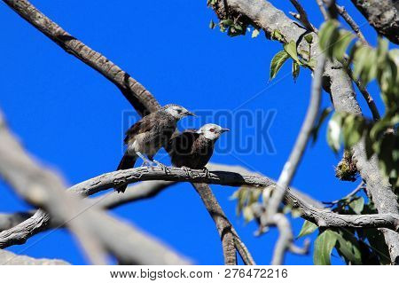 Pair Of White Rumped Babblers (turdoides Hypoleuca) On A Brunch