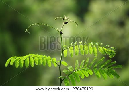 Leafy Leave, The Soft Leaves Of Tree In Nature Forest, Green Leaf Shoots Growing And Small Bug On Le
