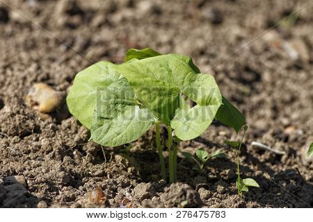 A Small Bean Plant Is Born Between The Earth.