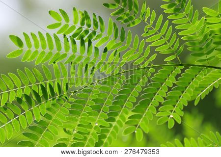 Acacia Leaf, Soap Pod (acacia Concinna (willd.) Dc.) Green Leaves, Medicinal Properties Herb