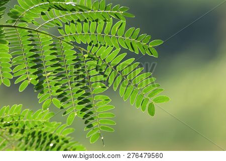 Acacia Leaf, Soap Pod (acacia Concinna (willd.) Dc.) Green Leaves, Medicinal Properties Herb