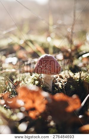 A Lonely Fly Agaric In The Finnish Autumn Woods Surrounded By Leaves