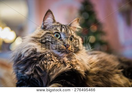 Norwegian Forest Cat Portrait Close Up With Big Fluffy Muzzle