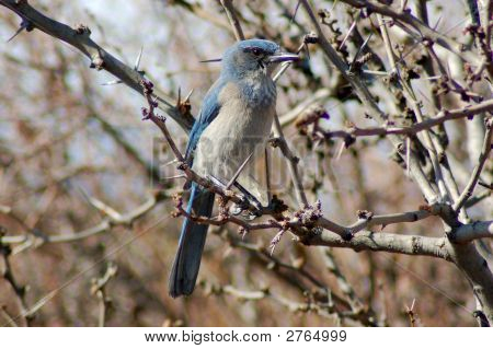 Scrub Jay